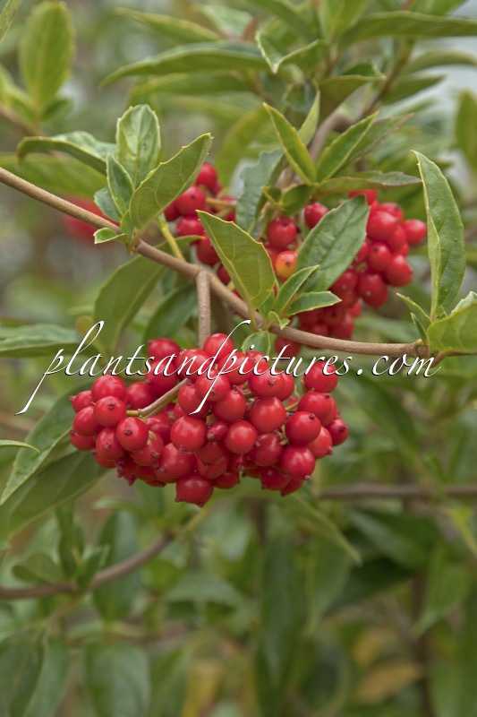 Viburnum fansipanensis