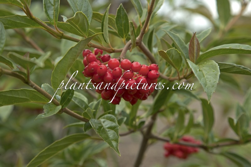 Viburnum fansipanensis