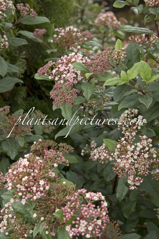 Viburnum tinus ‘Gwenllian’