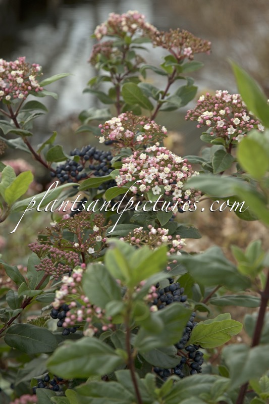 Viburnum tinus ‘Gwenllian’