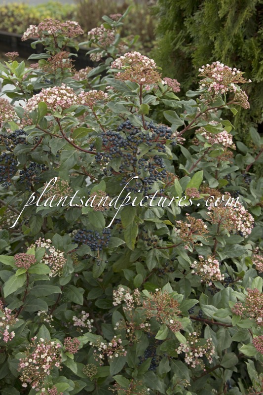 Viburnum tinus ‘Gwenllian’