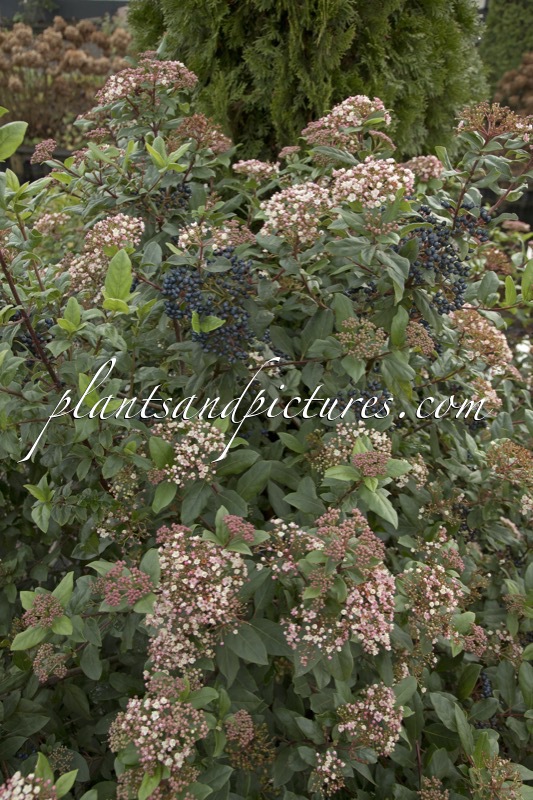 Viburnum tinus ‘Gwenllian’