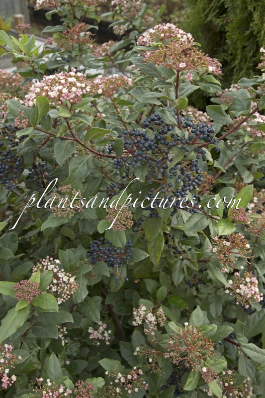 Viburnum tinus ‘Gwenllian’