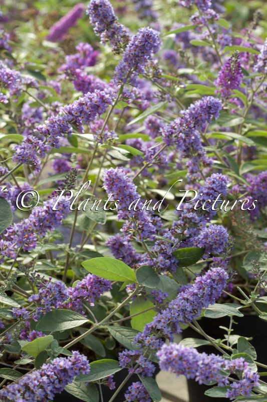 Buddleja ‘NC2009-3’ (BLUE CHIP JR.)