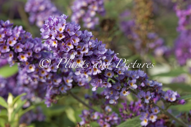 Buddleja ‘NC2009-3’ (BLUE CHIP JR.)