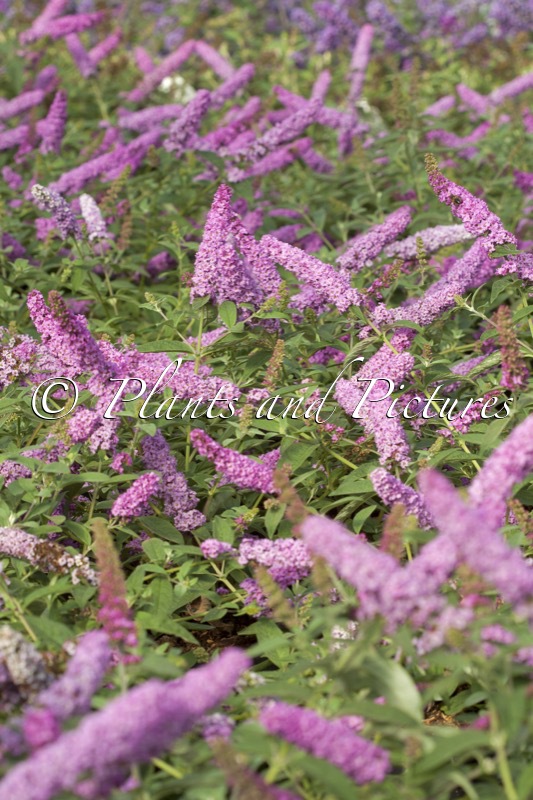 Buddleja ‘Pink Micro Chip’ (PINK CHIP)