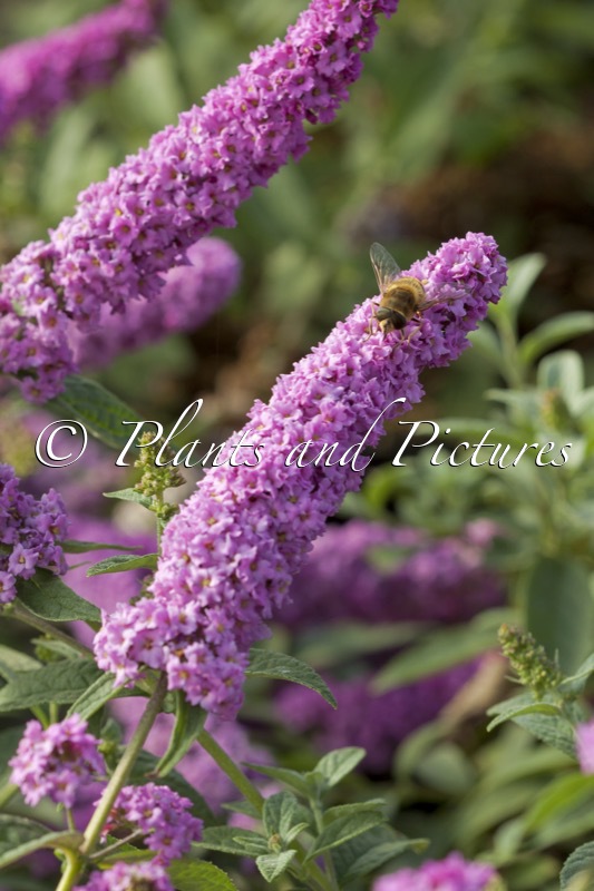 Buddleja ‘Pink Micro Chip’ (PINK CHIP)