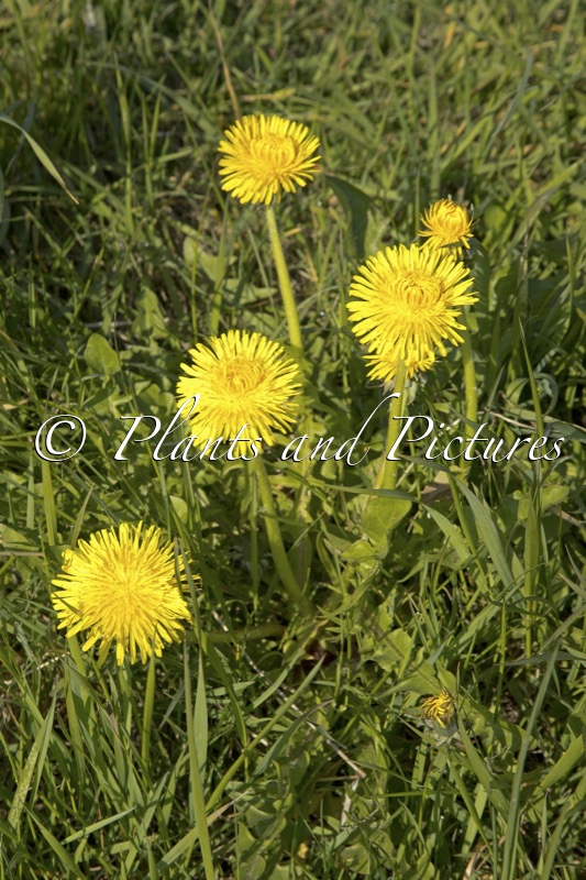 Taraxacum officinale