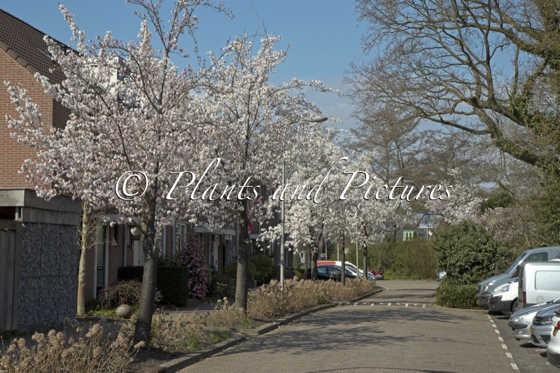 Prunus serrulata ‘Sunset Boulevard’
