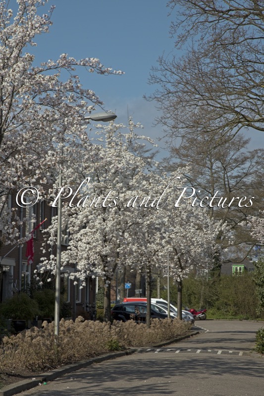 Prunus serrulata ‘Sunset Boulevard’