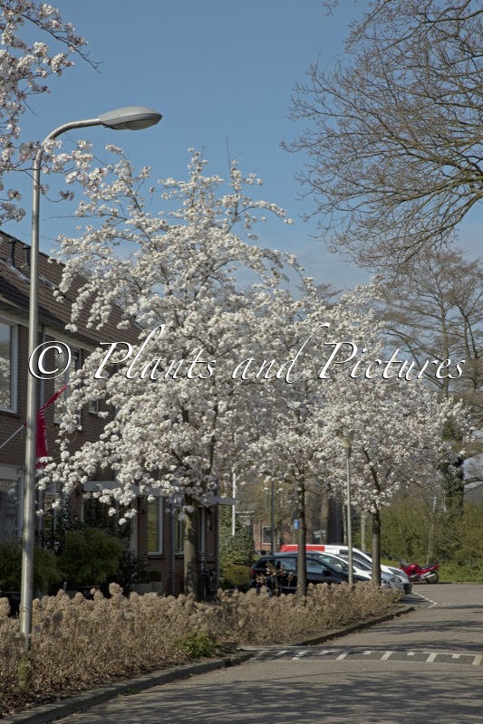 Prunus serrulata ‘Sunset Boulevard’