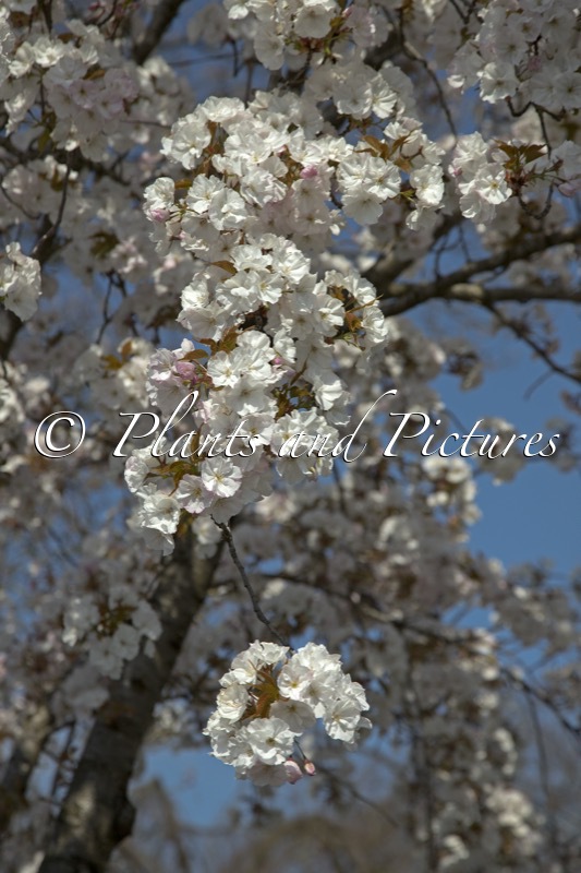 Prunus serrulata ‘Sunset Boulevard’