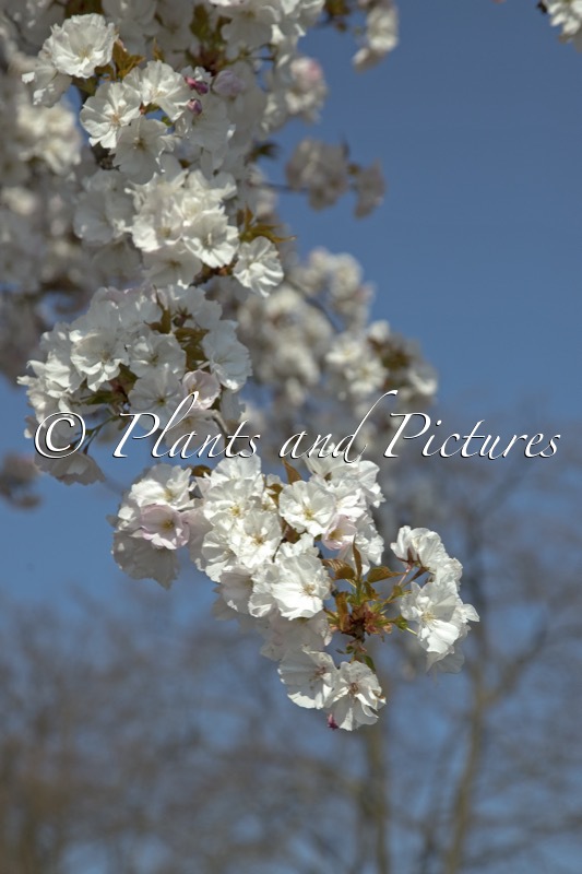 Prunus serrulata ‘Sunset Boulevard’