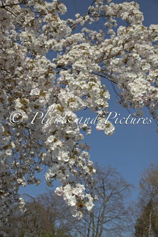 Prunus serrulata ‘Sunset Boulevard’