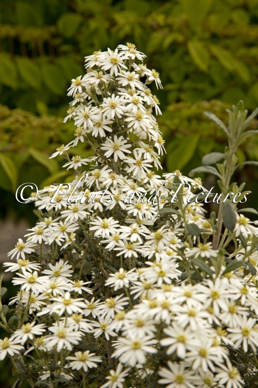 Olearia phlogopappa ‘Spring Bling’