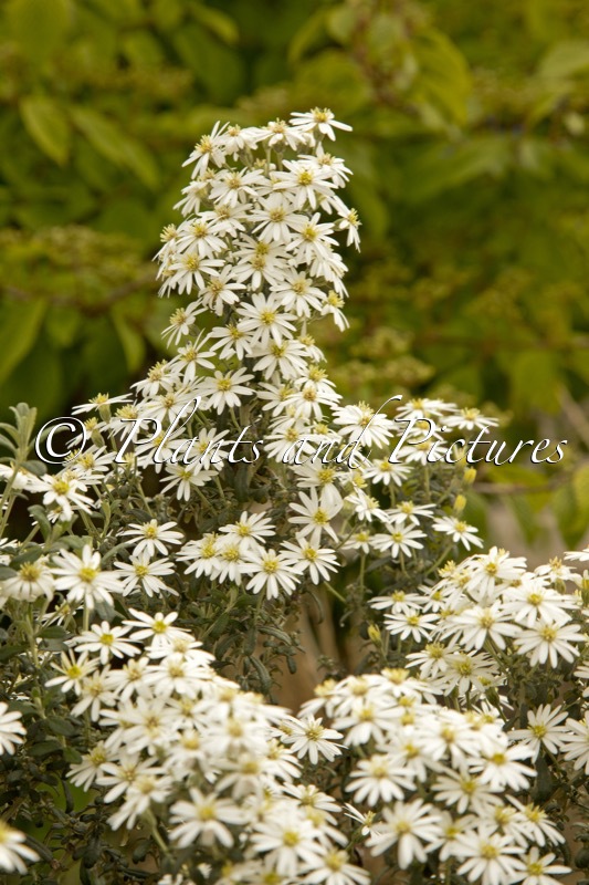 Olearia phlogopappa ‘Spring Bling’