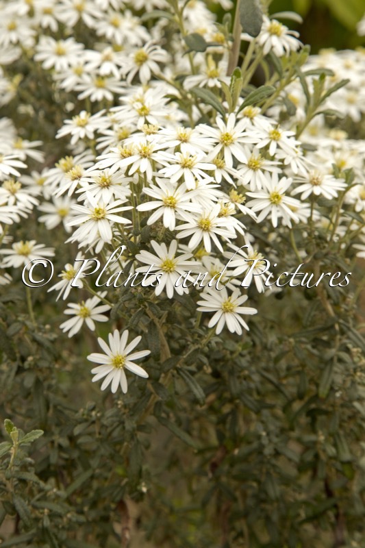 Olearia phlogopappa ‘Spring Bling’