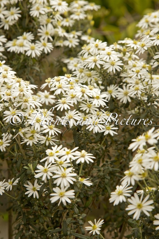 Olearia phlogopappa ‘Spring Bling’