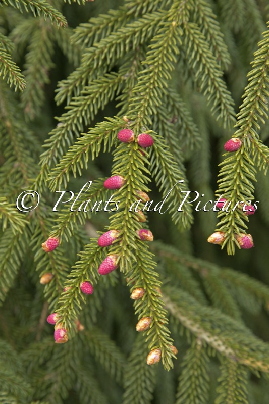 Picea orientalis