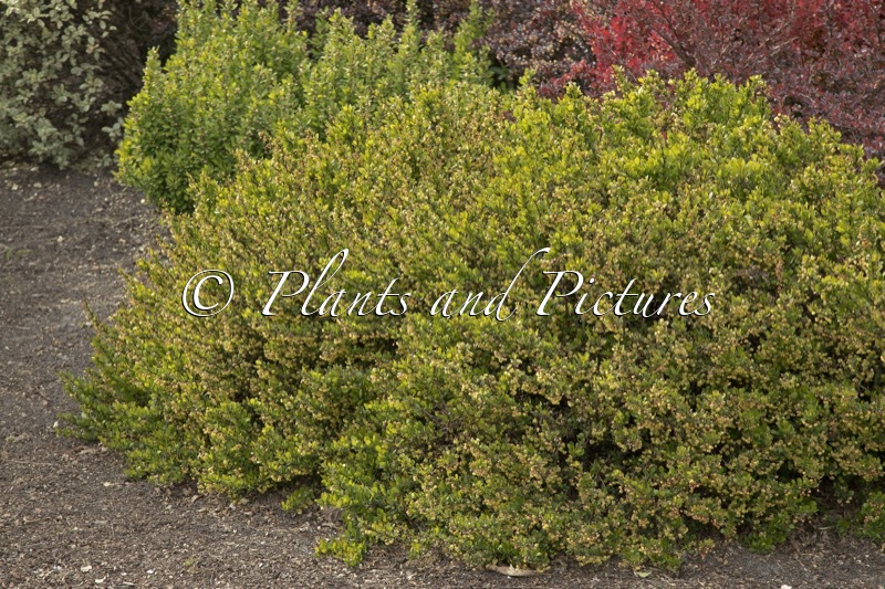 Berberis thunbergii ‘Kobold’