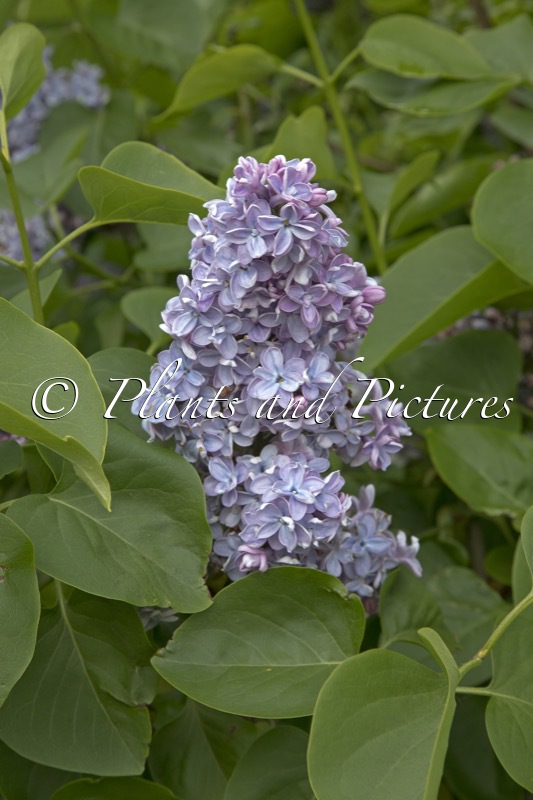 Syringa vulgaris ‘Evert de Gier’ (CARPE DIEM)