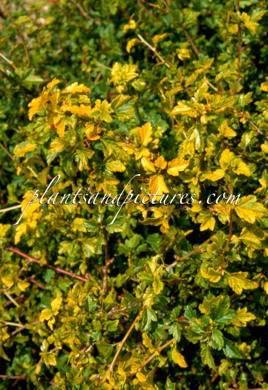 Ribes alpinum ‘Aureum’