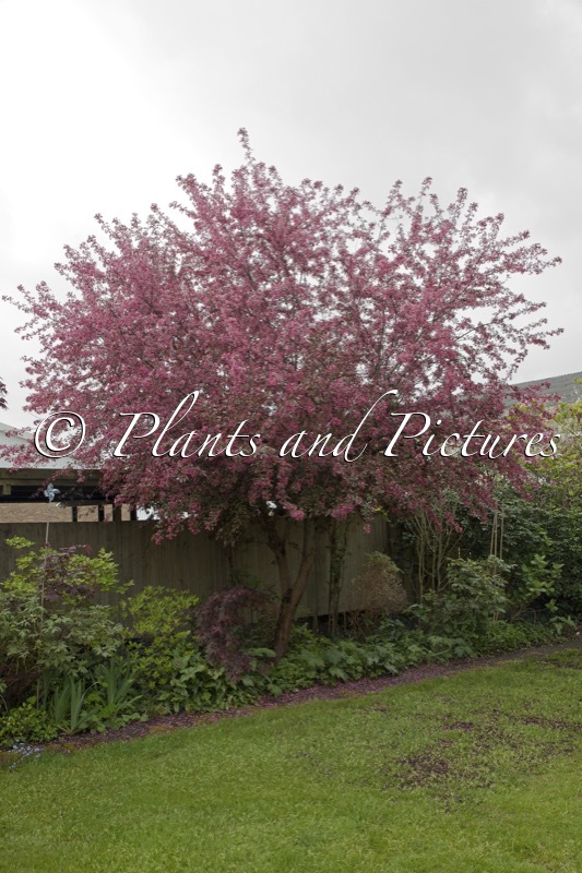 Malus toringo ‘Freja’