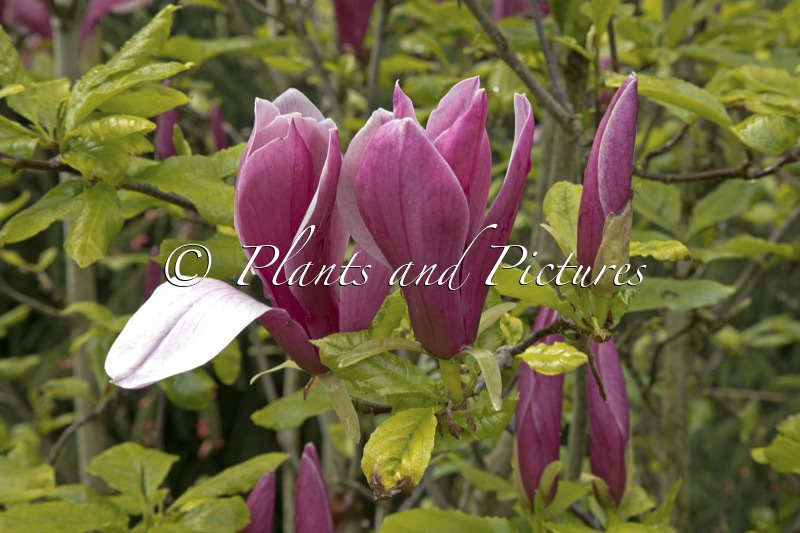 Magnolia liliiflora ‘Nigra’