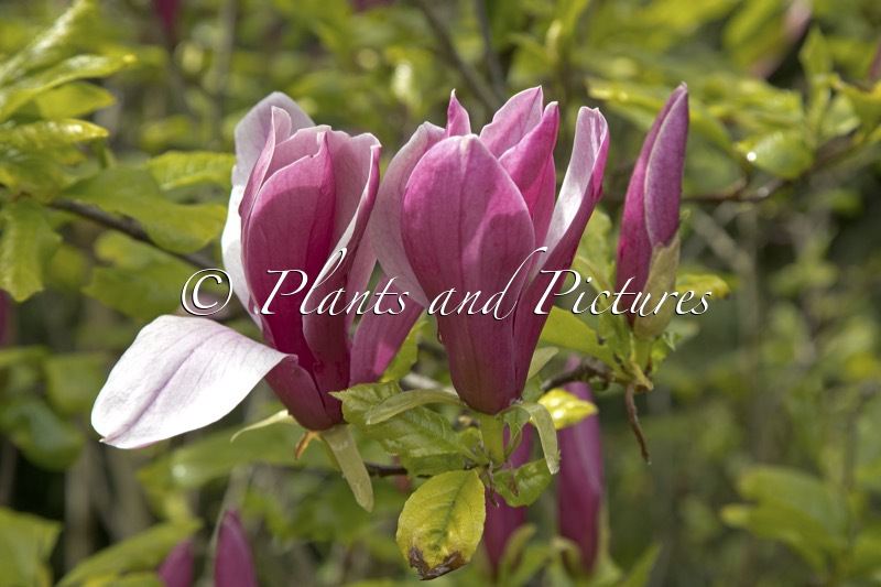 Magnolia liliiflora ‘Nigra’
