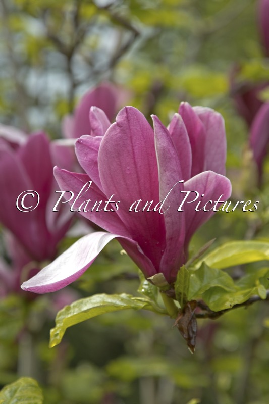 Magnolia liliiflora ‘Nigra’