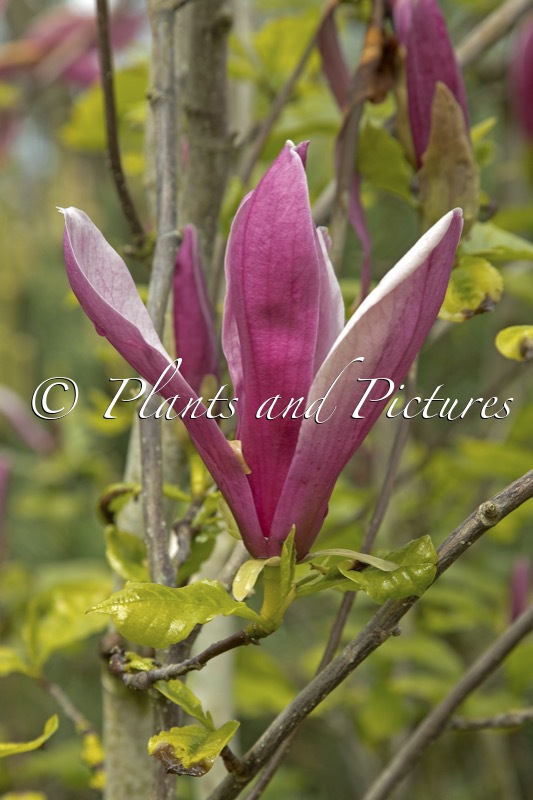 Magnolia liliiflora ‘Nigra’