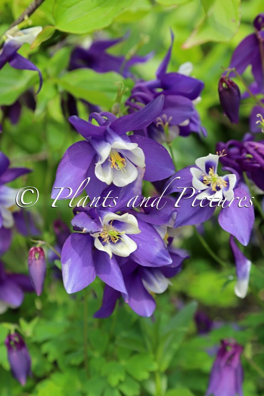 Aquilegia ‘Spring Magic Blue White’