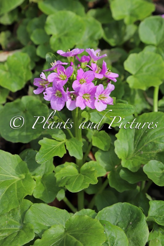 Cardamine raphanifolia
