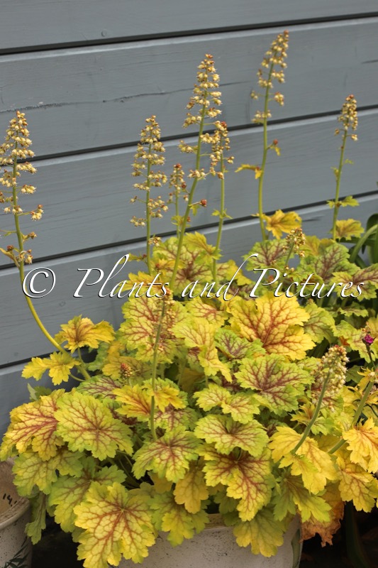 Heuchera ‘Splashberry’