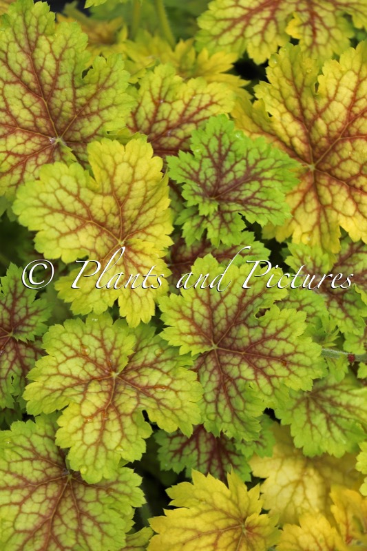 Heuchera ‘Splashberry’