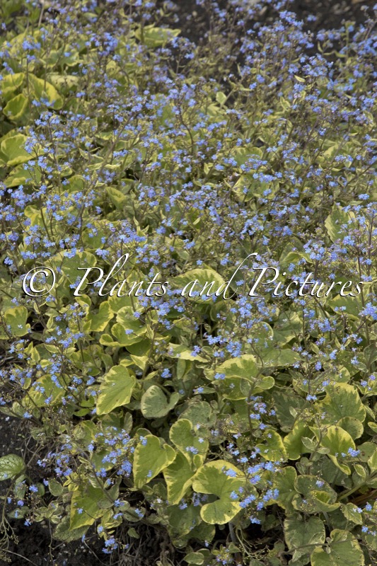 Brunnera macrophylla ‘Hadspen Cream’
