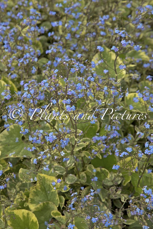 Brunnera macrophylla ‘Hadspen Cream’