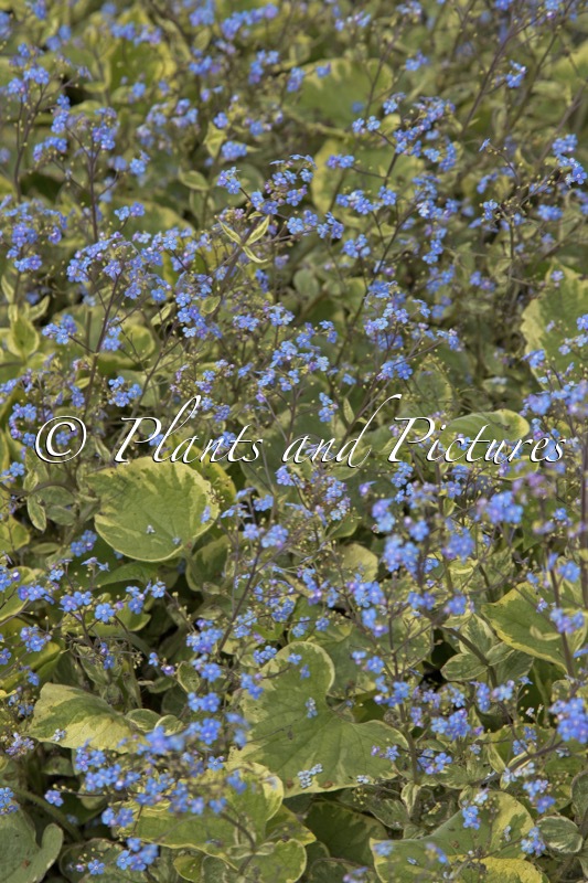 Brunnera macrophylla ‘Hadspen Cream’