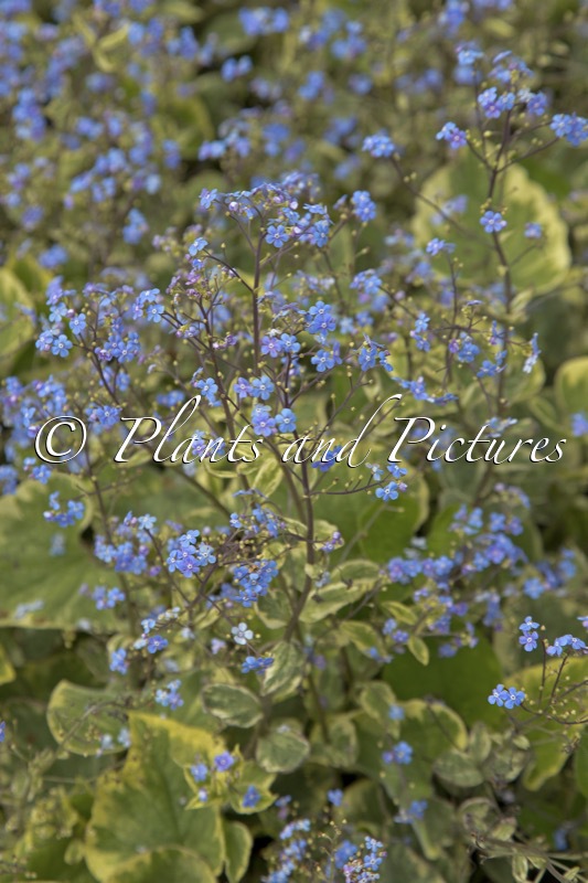 Brunnera macrophylla ‘Hadspen Cream’