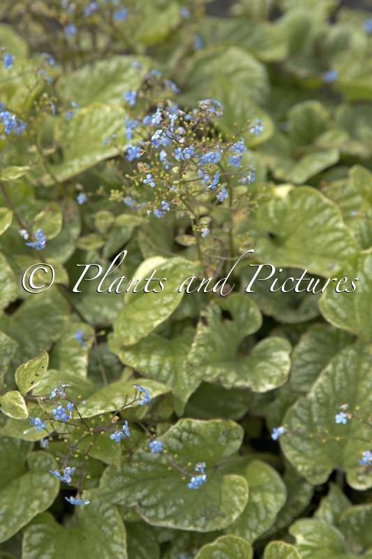 Brunnera macrophylla ‘Silver Wings’