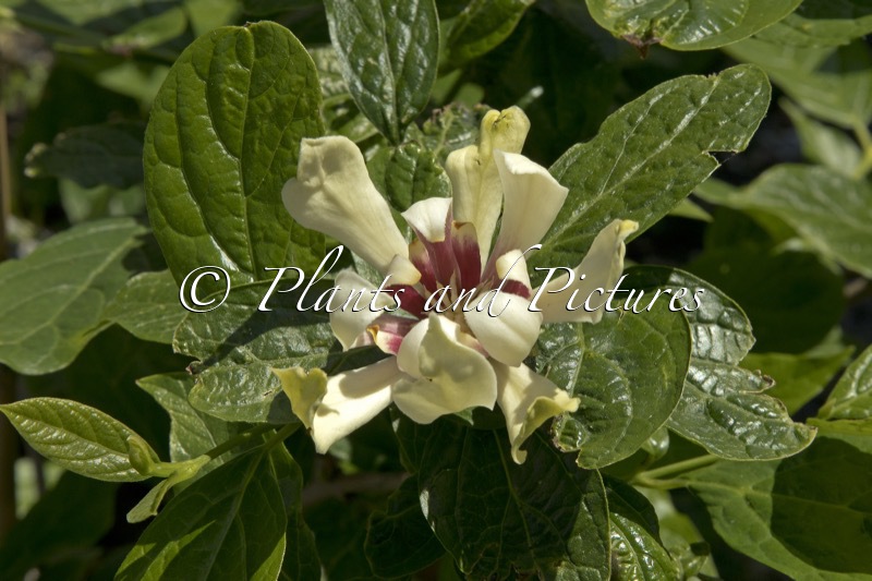 Calycanthus ‘Venus’