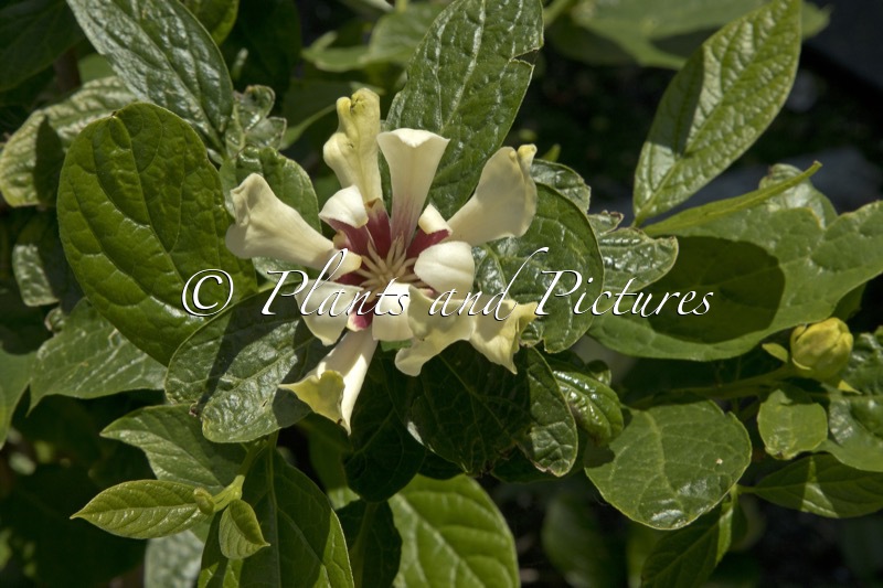Calycanthus ‘Venus’