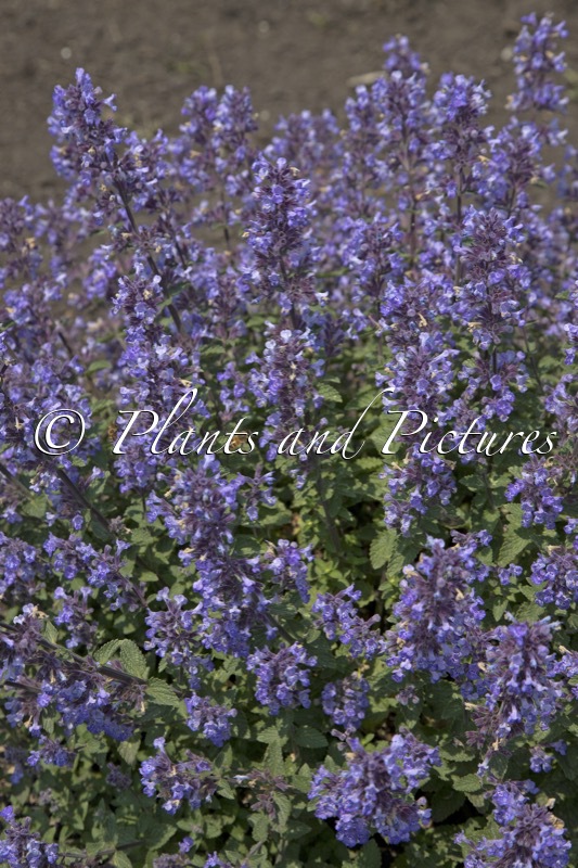 Nepeta ‘Purrsian Blue’