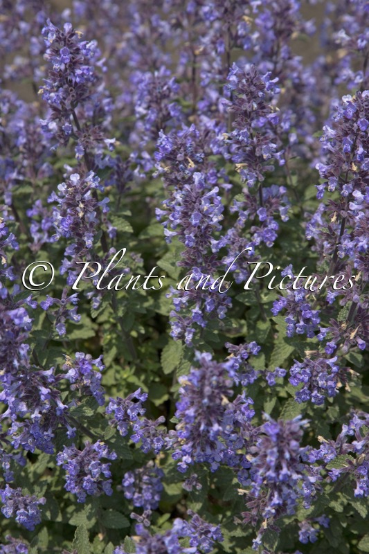 Nepeta ‘Purrsian Blue’