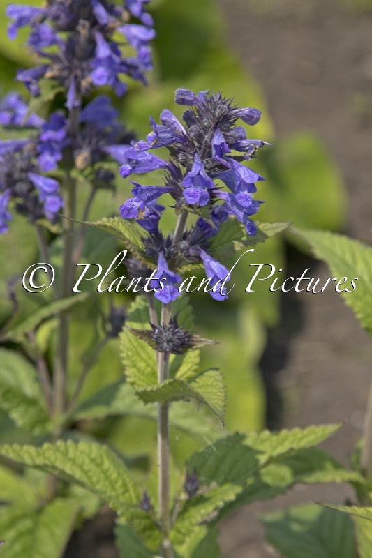 Nepeta ‘Bokratune’ (NEPTUNE)