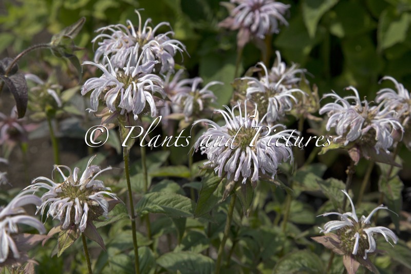 Monarda bradburiana