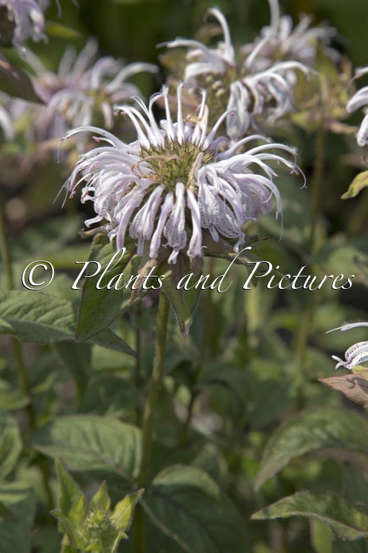 Monarda bradburiana