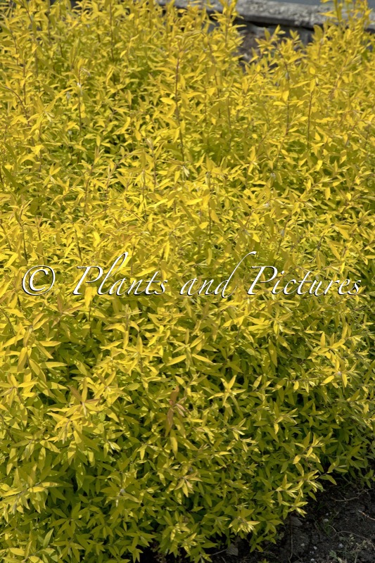 Spiraea cinerea ‘Kaziu’