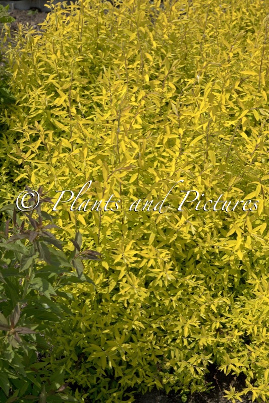 Spiraea cinerea ‘Kaziu’