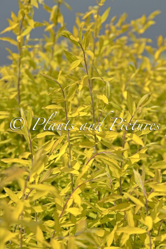 Spiraea cinerea ‘Kaziu’